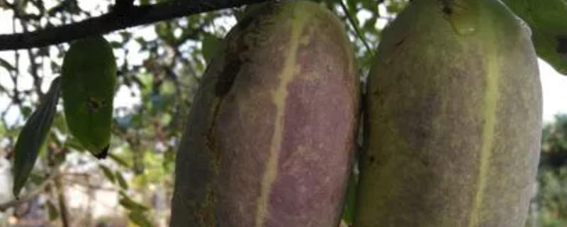 预知子的种植方法，宜选择土质疏松的沙质壤土