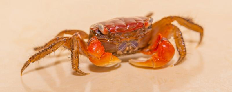 观赏蟹的种类，常见这8种