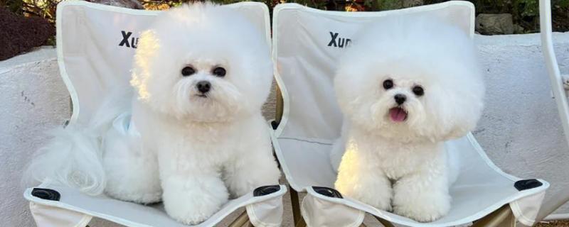 比熊犬怎么看纯度，可从体型、毛发、颜色、眼睛和步态观察