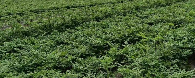 当归的田间管理方法，及时摘除枯叶和黄叶