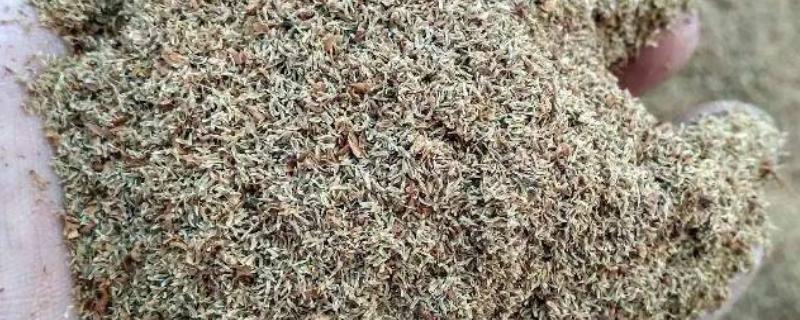 地胆草种子怎么挑选，种植时要选择健康饱满的种子