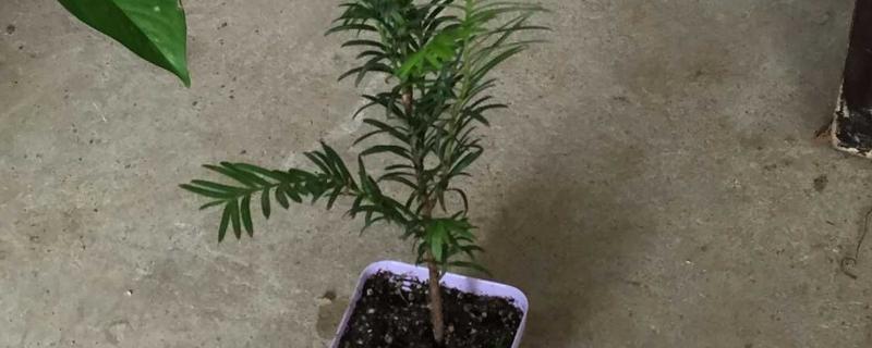 红豆杉的繁殖方法，播种是常用的繁殖方式