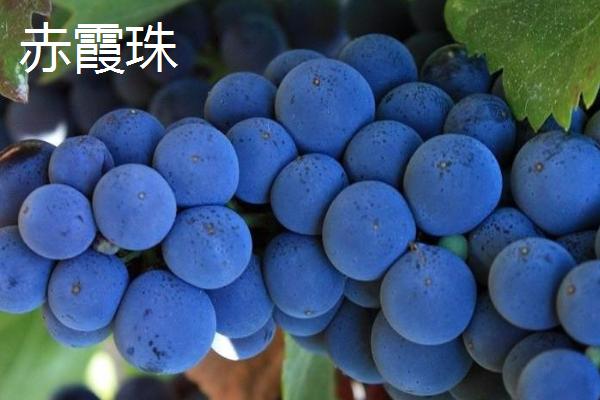 红酒葡萄有哪些品种，包括赤霞珠、黑品诺、美乐等种类