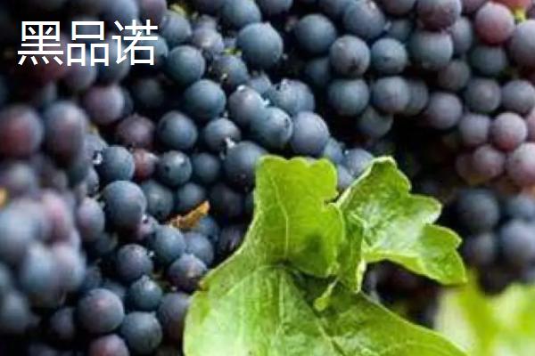 红酒葡萄有哪些品种，包括赤霞珠、黑品诺、美乐等种类