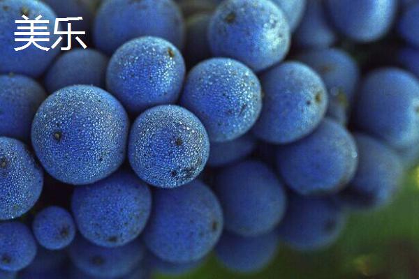 红酒葡萄有哪些品种，包括赤霞珠、黑品诺、美乐等种类