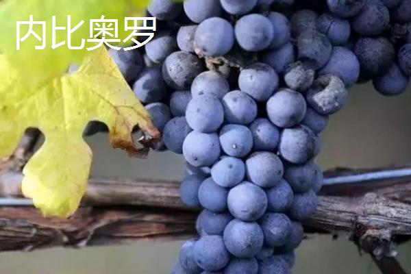 红酒葡萄有哪些品种，包括赤霞珠、黑品诺、美乐等种类