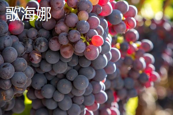 红酒葡萄有哪些品种，包括赤霞珠、黑品诺、美乐等种类