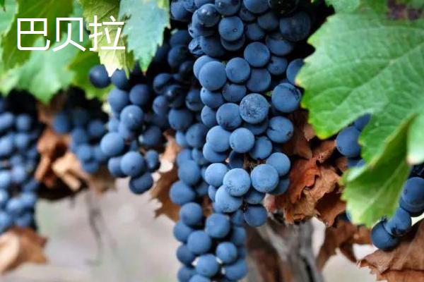 红酒葡萄有哪些品种，包括赤霞珠、黑品诺、美乐等种类