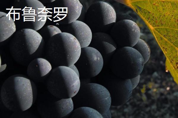 红酒葡萄有哪些品种，包括赤霞珠、黑品诺、美乐等种类