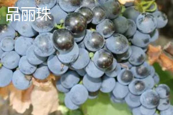 红酒葡萄有哪些品种，包括赤霞珠、黑品诺、美乐等种类