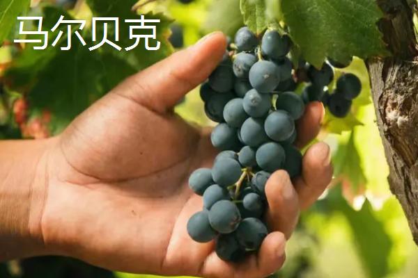 红酒葡萄有哪些品种，包括赤霞珠、黑品诺、美乐等种类
