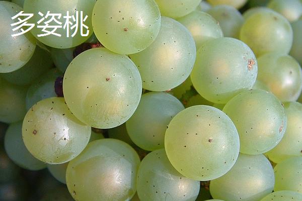 红酒葡萄有哪些品种，包括赤霞珠、黑品诺、美乐等种类