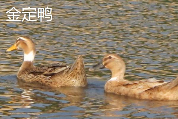 田鸭和水鸭的区别，前者主要生活在田间、后者主要生活在芦苇丛中