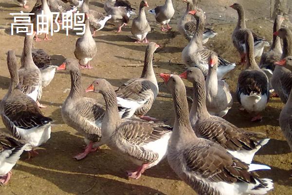 田鸭和水鸭的区别，前者主要生活在田间、后者主要生活在芦苇丛中