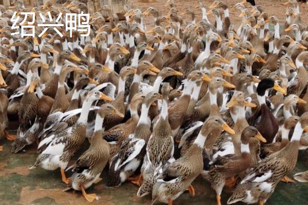 田鸭和水鸭的区别，前者主要生活在田间、后者主要生活在芦苇丛中