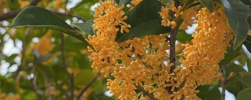 桂花是否能产蜜，没有蜜腺因此无法生产蜂蜜