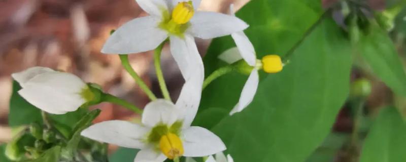 什么是少花龙葵，属于茄科、茄属纤弱草本植物