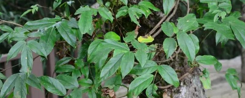 鸡血藤的种植技术，繁殖方法是扦插