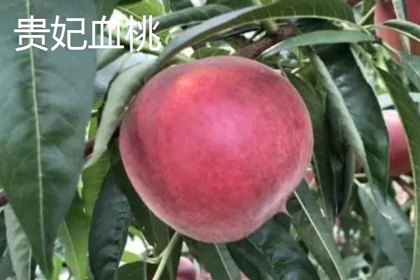 血桃的价格，一斤需要1-5元左右