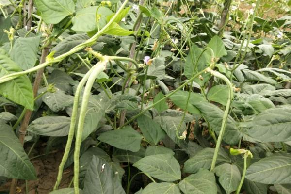 豇豆的高产施肥方法，生育期对磷肥的需求是最大的