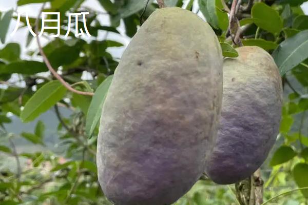 八月瓜和九月瓜的区别，科属、果肉颜色都不同