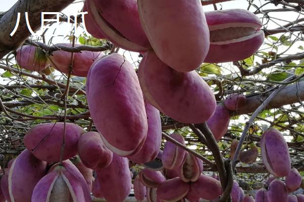 八月瓜和九月瓜的区别，科属、果肉颜色都不同