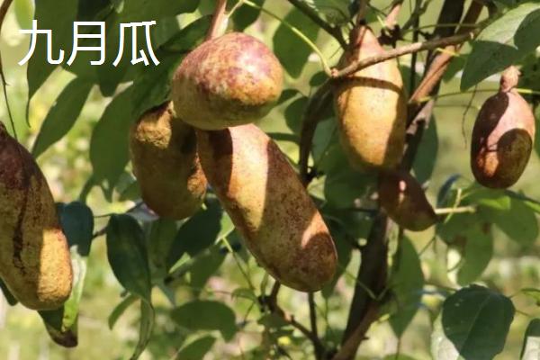 八月瓜和九月瓜的区别，科属、果肉颜色都不同