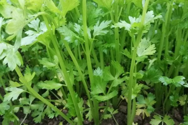 4月份有哪些时令蔬菜，包括芹菜、芦蒿、莴笋、韭菜等品种