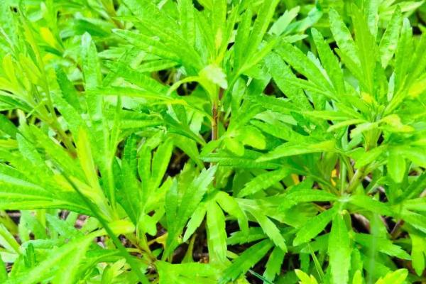 4月份有哪些时令蔬菜，包括芹菜、芦蒿、莴笋、韭菜等品种