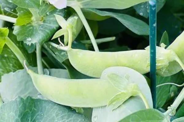 4月份有哪些时令蔬菜，包括芹菜、芦蒿、莴笋、韭菜等品种