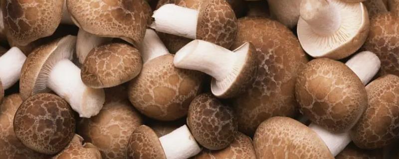 香菇为何烂棒以及怎么防治，温度过高、通风情况差、阳光直射等因素均会造成烂棒