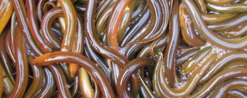 网箱养殖黄鳝技术，鳝种投放前用食盐水浸泡消毒