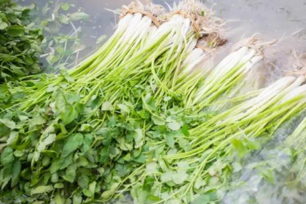 水八仙分别是什么,包括茭白、莲藕、水芹、荸荠等种类