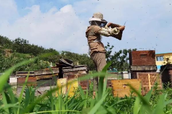 蜜蜂打架怎么处理，需根据打架原因采取对应措施