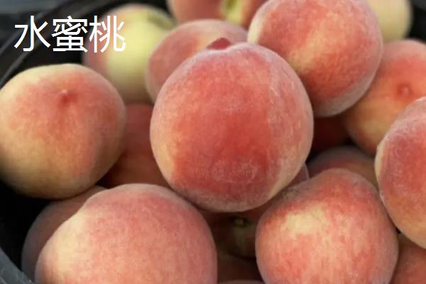 水蜜桃的产地，主产于陕西、山西、河南等省份