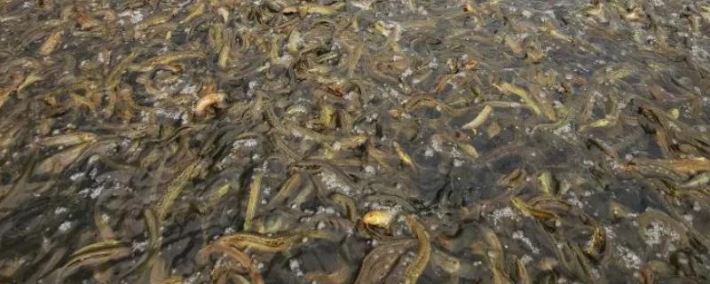 养殖泥鳅有无风险，主要包括市场风险、技术风险