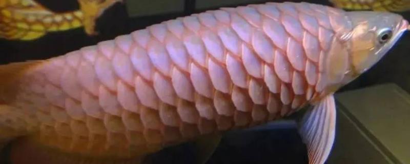 鱼类竖鳞病发生症状和防治方法，病鱼身体发黑、鳞片竖立、皮肤轻微充血