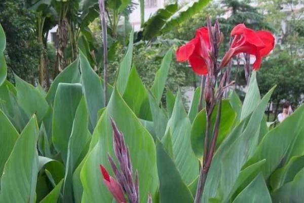 美人蕉介绍，属于美人蕉科、美人蕉属草本植物