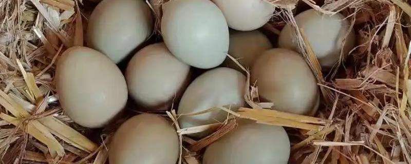 提高山鸡种蛋孵化率的方法，将公母比例保持在1：10可有效提高种蛋孵化率