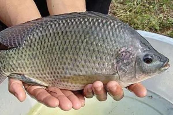 罗非鱼的价格，零售价为6-12元一斤