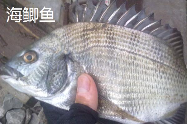 海鲫鱼和鲫鱼的区别，形态特征、分布范围都不同