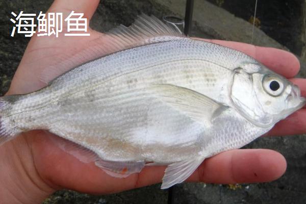 海鲫鱼和鲫鱼的区别，形态特征、分布范围都不同