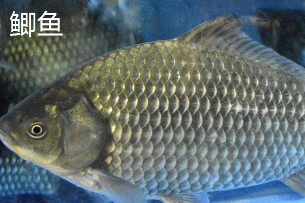 海鲫鱼和鲫鱼的区别，形态特征、分布范围都不同