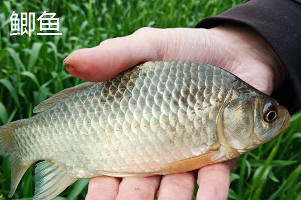 海鲫鱼和鲫鱼的区别，形态特征、分布范围都不同