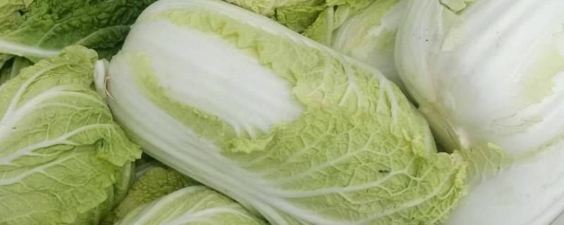 白菜和娃娃菜的区别，菜根、颜色和口感均不同
