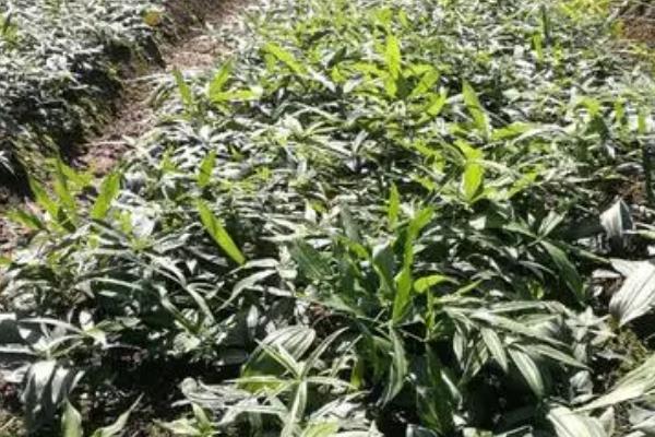 黄精的种植难点，种植周期长且病害较多