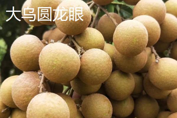 又大又甜的桂圆品种，你吃过哪几种