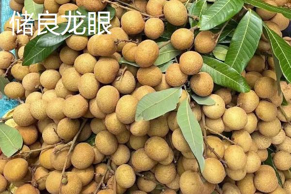 又大又甜的桂圆品种，你吃过哪几种