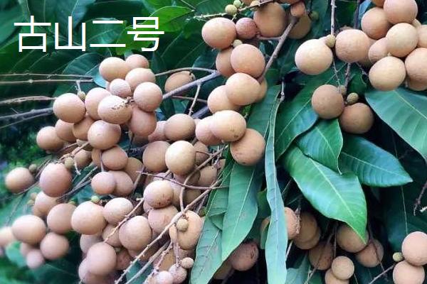 又大又甜的桂圆品种，你吃过哪几种