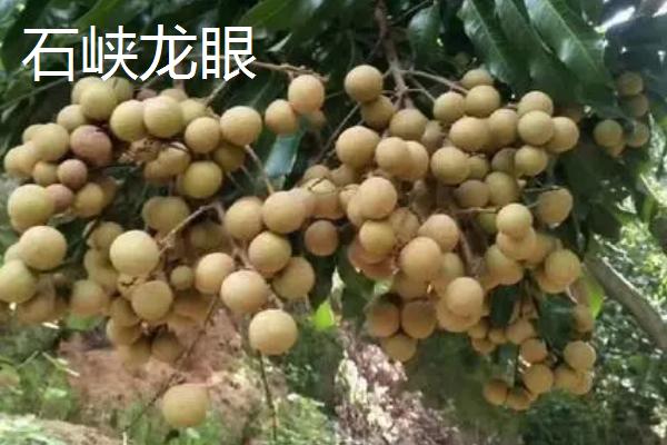 又大又甜的桂圆品种，你吃过哪几种